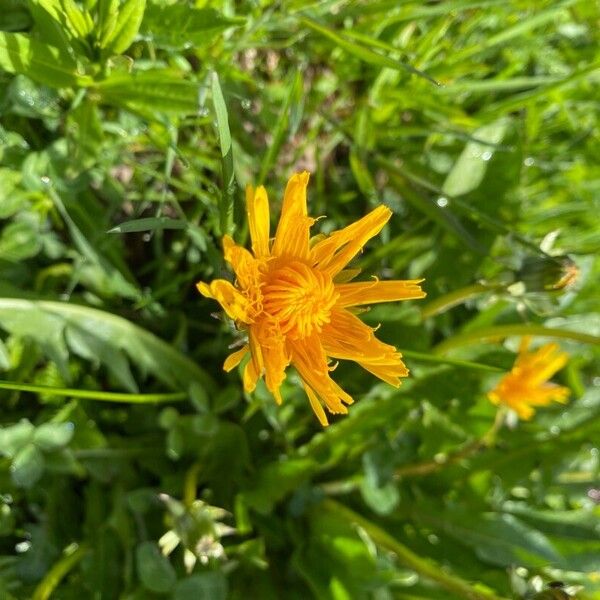 Taraxacum cucullatiforme 花