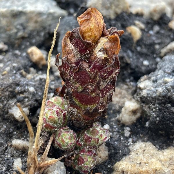 Castilleja paramensis Hoja