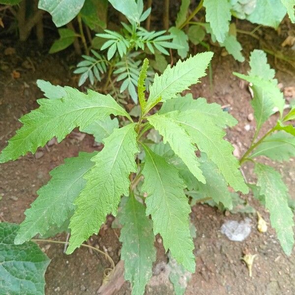 Dysphania ambrosioides Leaf