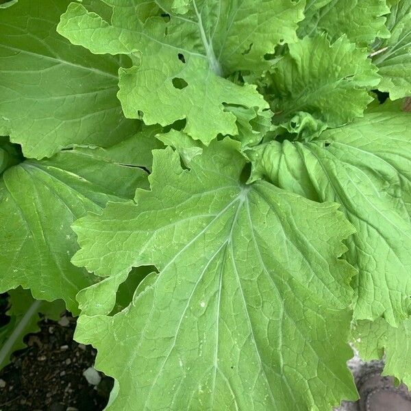 Brassica rapa 葉