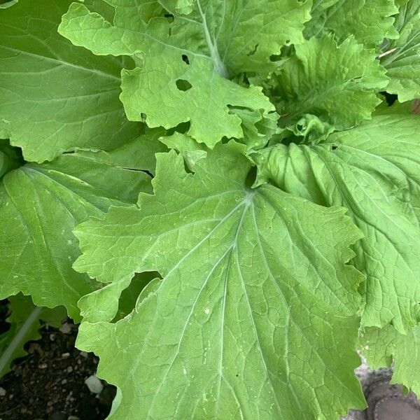 Brassica rapa Hoja