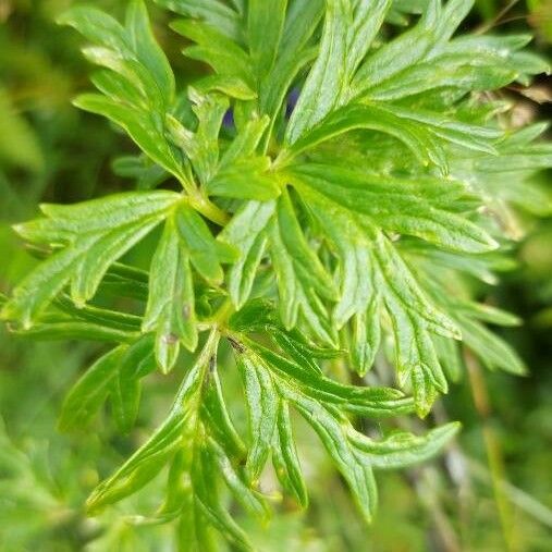 Aconitum napellus Φύλλο