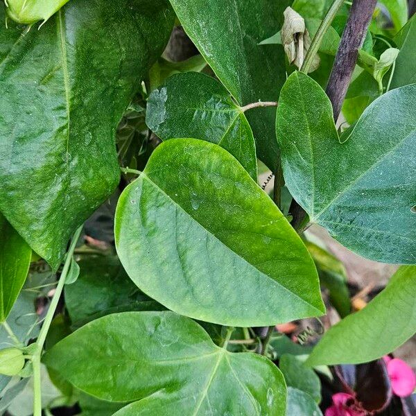 Passiflora quadrangularis Leaf