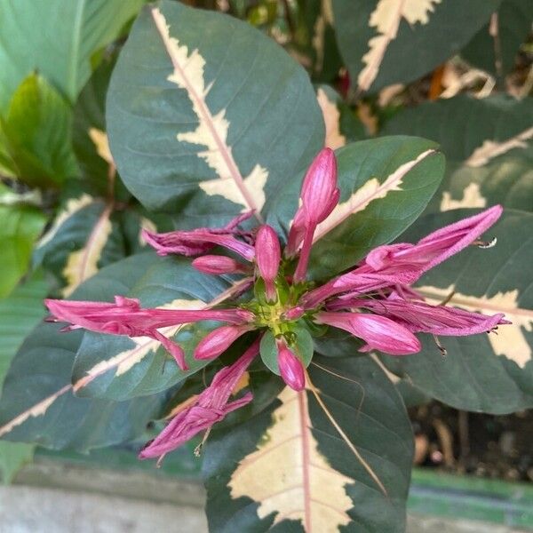 Graptophyllum pictum Flower