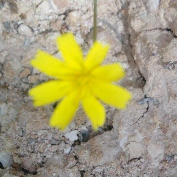 Rhagadiolus stellatus Çiçek