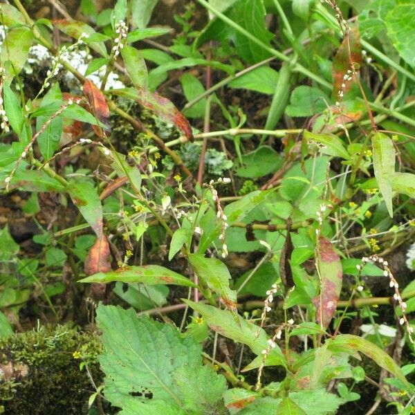 Persicaria punctata ശീലം