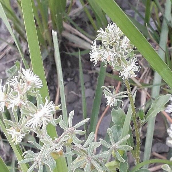 Reseda phyteuma 花