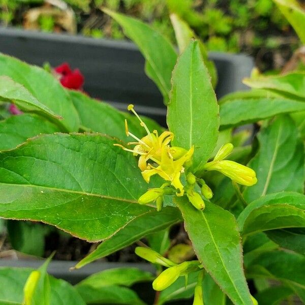 Diervilla lonicera Blomma