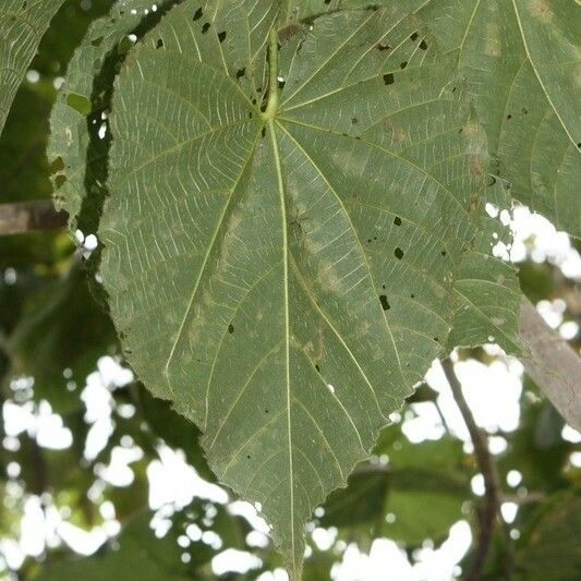 Dombeya pilosa Ліст