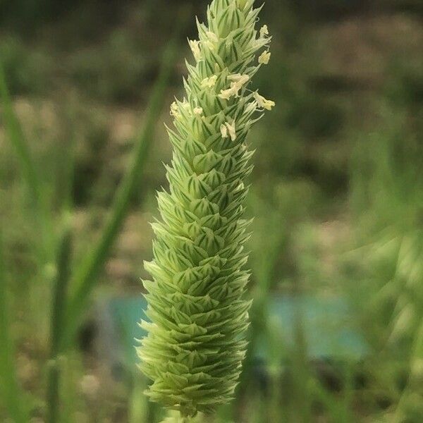 Phalaris minor 花
