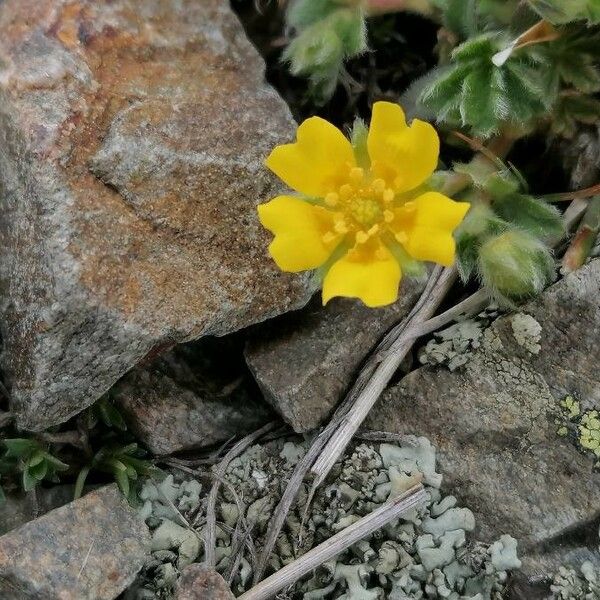 Potentilla crantzii Цвят