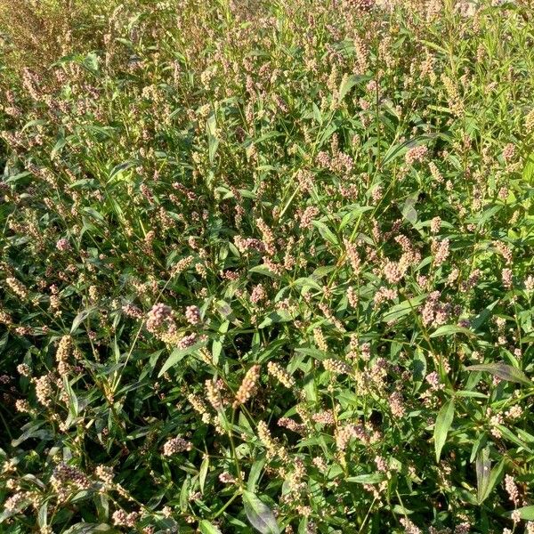 Persicaria maculosa Habit