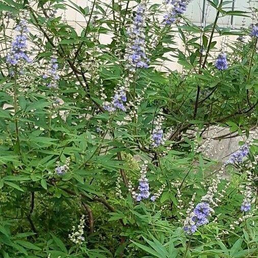 Vitex agnus-castus Habit