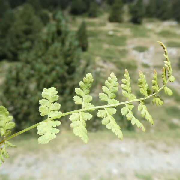 Cystopteris fragilis Leaf