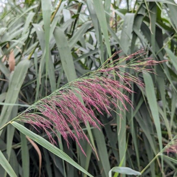 Phragmites australis 花