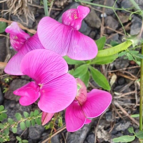 Lathyrus latifolius Kwiat