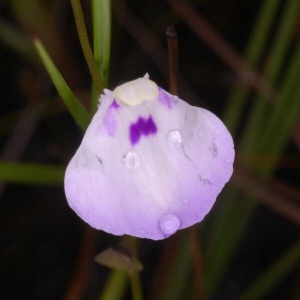 Utricularia pubescens Flower