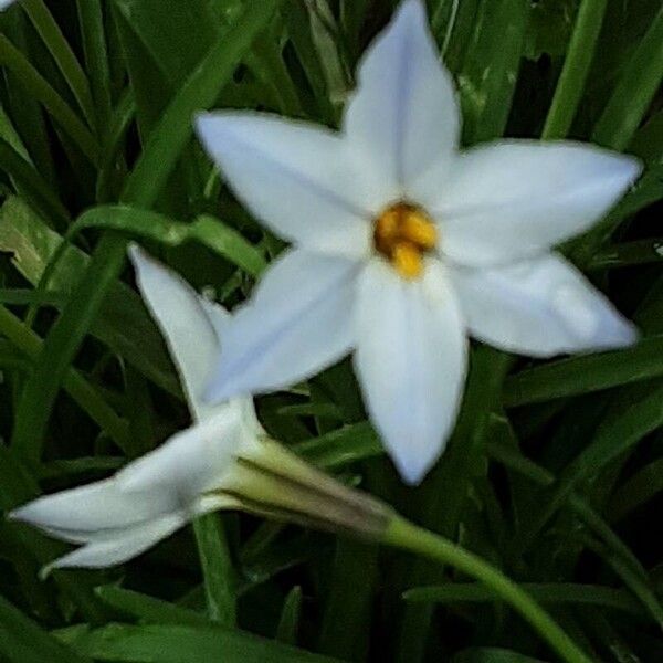 Ipheion uniflorum Кветка