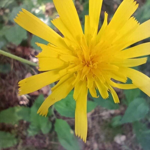 Hieracium murorum Flower