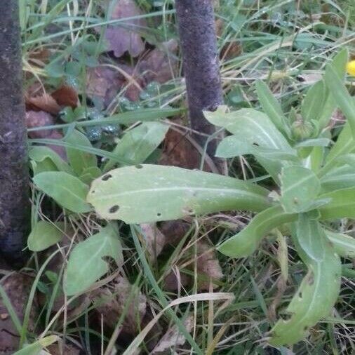 Calendula officinalis Liść