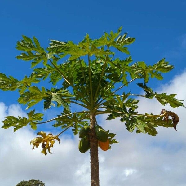 Carica papaya Levél