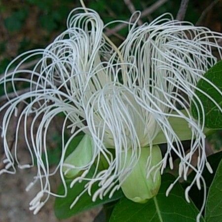 Asplundia brachyphylla Квітка