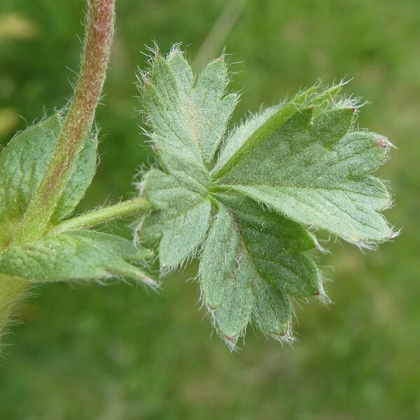 Potentilla crantzii Deilen