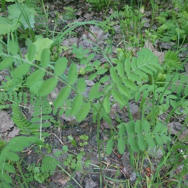 Vicia sylvatica पत्ता