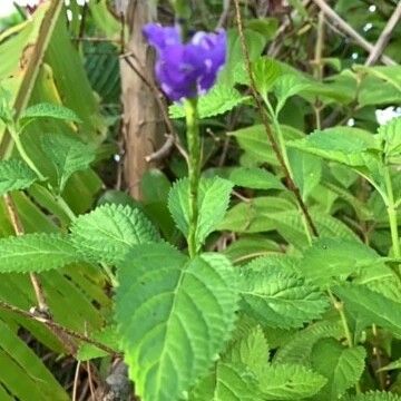 Stachytarpheta indica Blatt