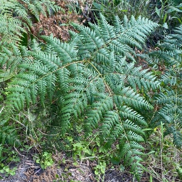 Pteridium esculentum Levél