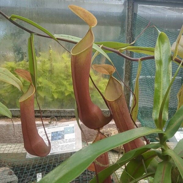 Nepenthes mirabilis Λουλούδι