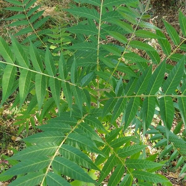 Rhus glabra Blatt