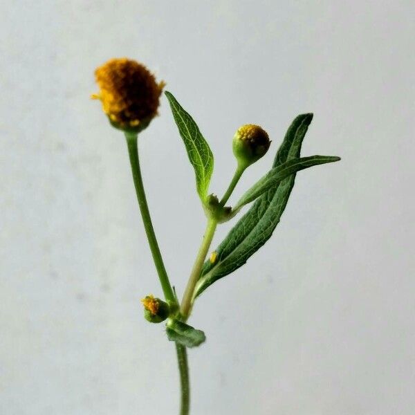 Acmella uliginosa Flower