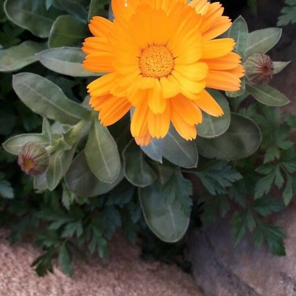 Calendula officinalis Fleur