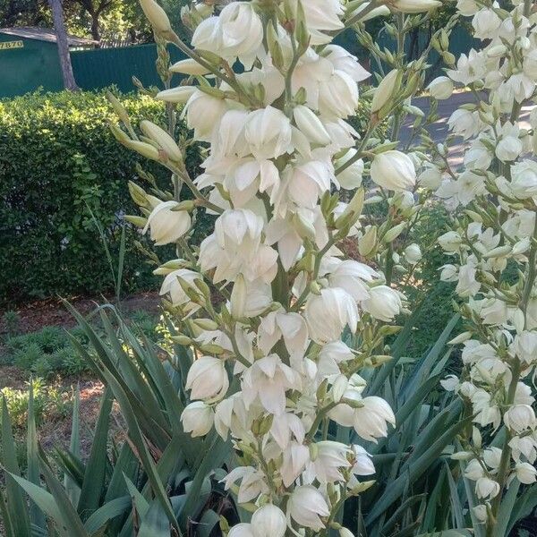 Yucca filamentosa Blomma