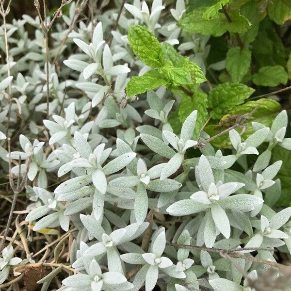 Cerastium tomentosum Yaprak