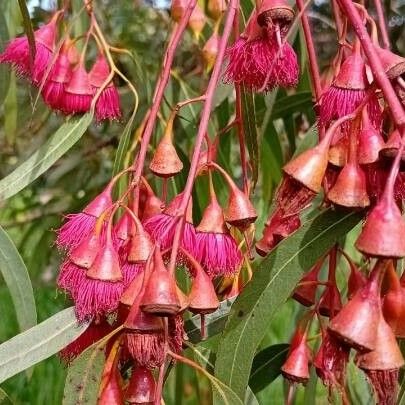 Eucalyptus leucoxylon Virág