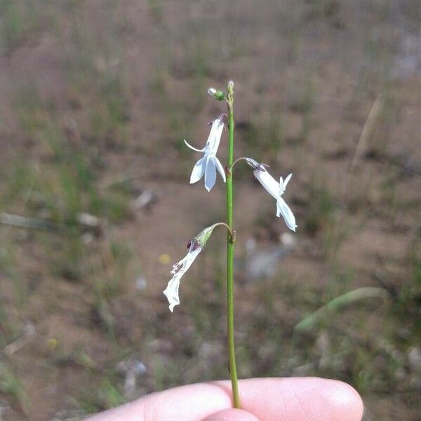 Lobelia dortmanna Fiore