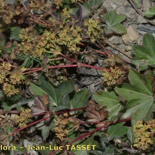 Alchemilla fissa Habitat