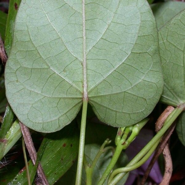 Ipomoea tiliacea Fuelha