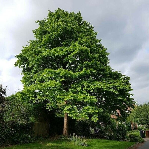 Corylus colurna Natur