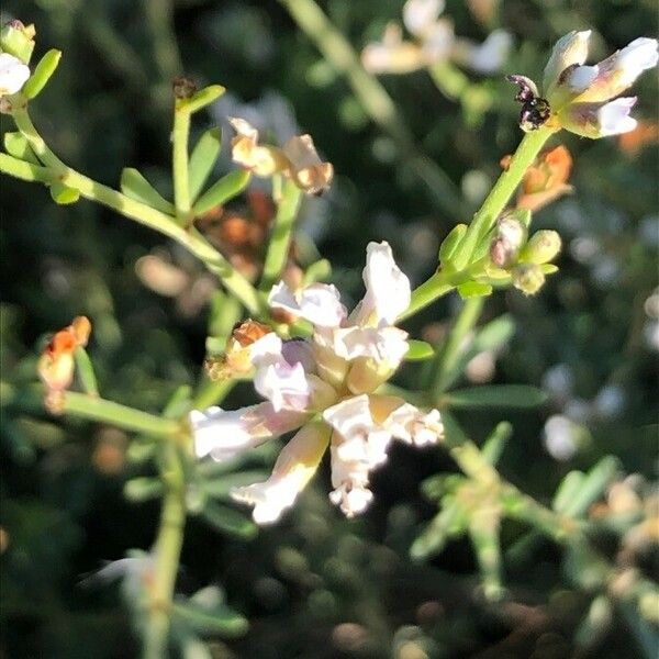 Dorycnium pentaphyllum Çiçek