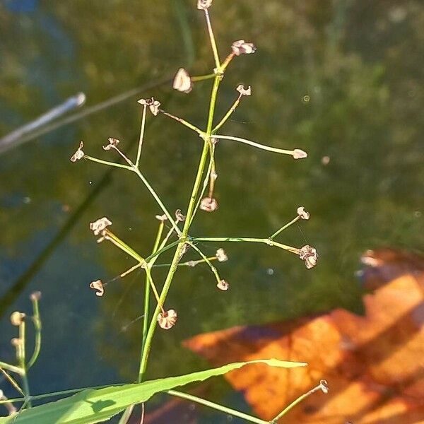 Alisma gramineum Fruit