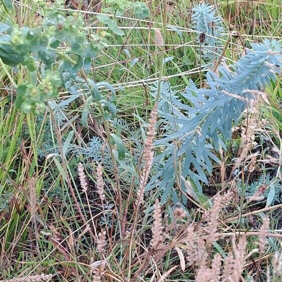 Euphorbia seguieriana Habitat