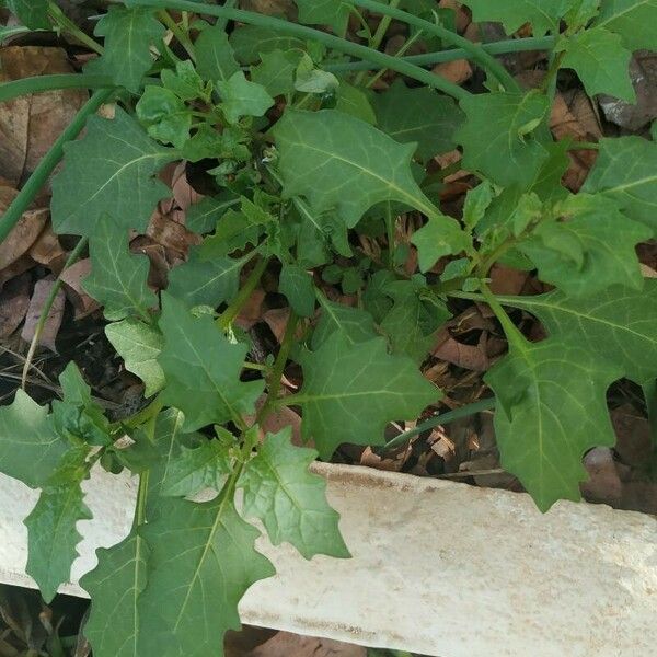 Solanum carolinense برگ