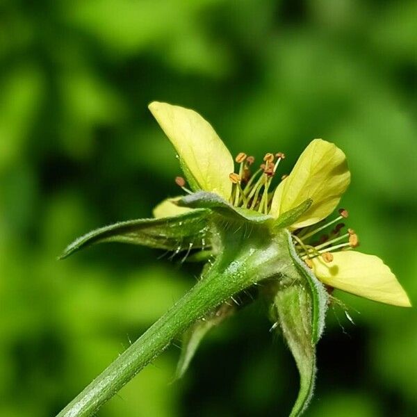 Geum urbanum Flower