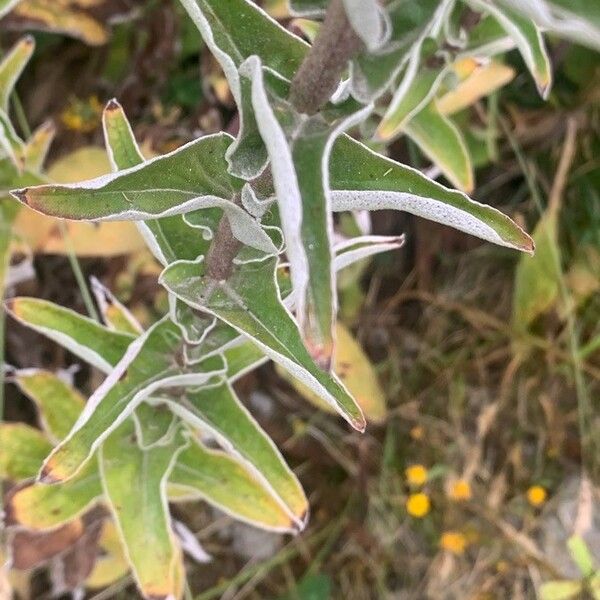 Helichrysum foetidum Hostoa