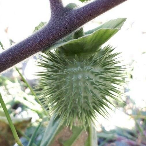 Datura metel Fruit