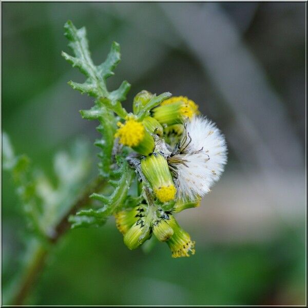 Senecio vulgaris फूल