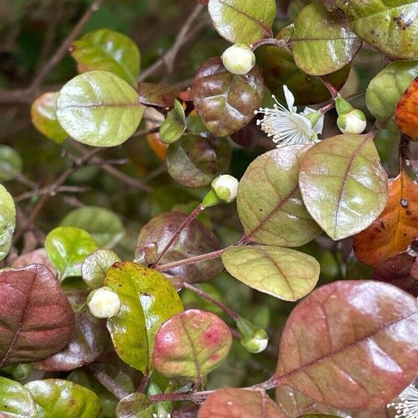 Lophomyrtus bullata Altres